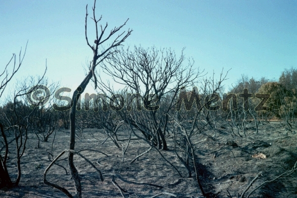 Images/Kroatien - Medulin Waldbrand 2.jpg